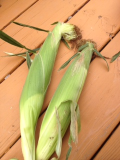 The last two ears to be shucked