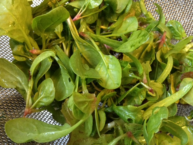 spinach seedlings