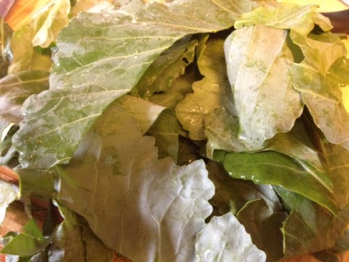 kohlrabi greens 1