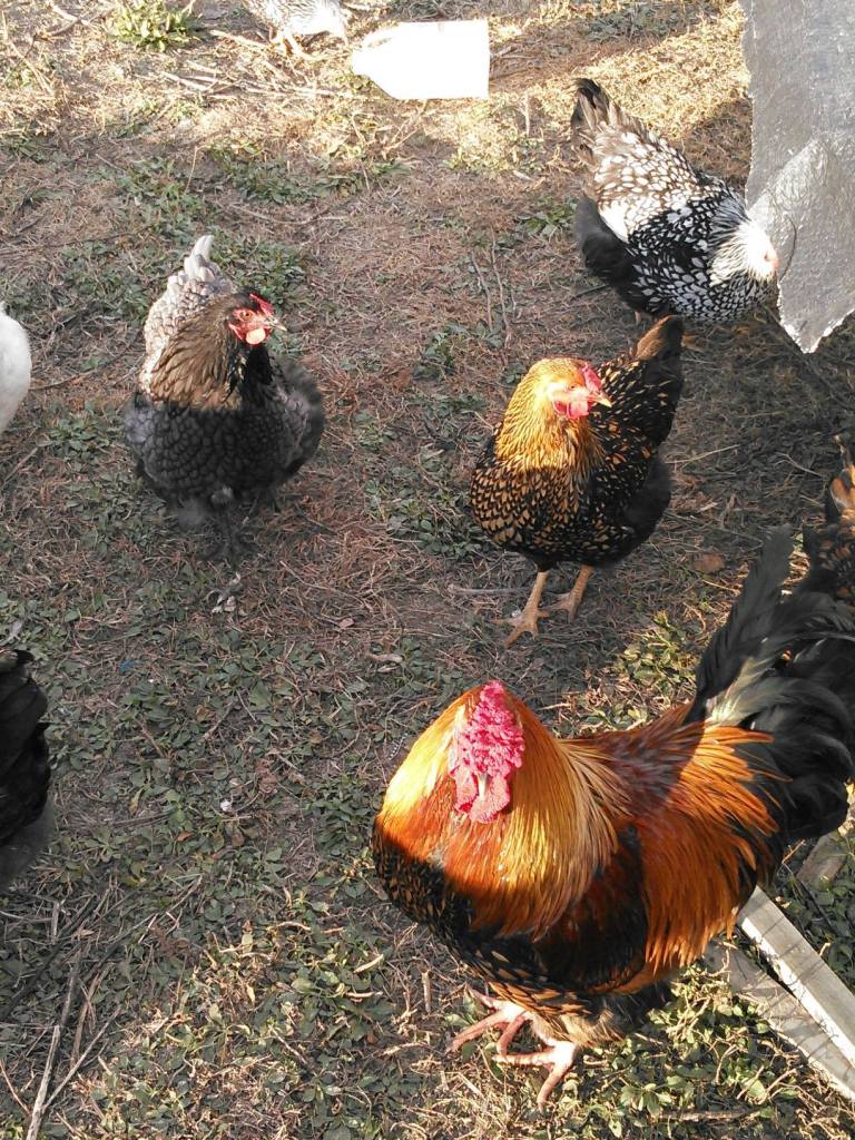 12371154_906624439456263_1069174987526103713_o